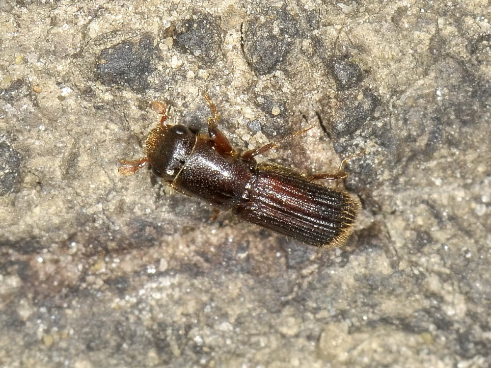 Platypus cylindrus - Curculionidae Platypodinae